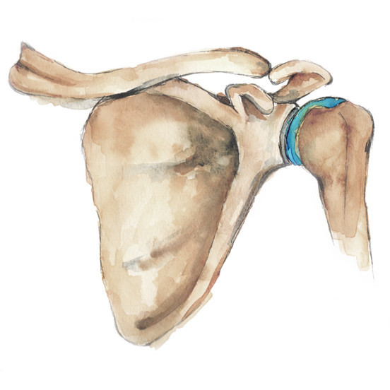 Anterior shoulder - Orthopaedics SA