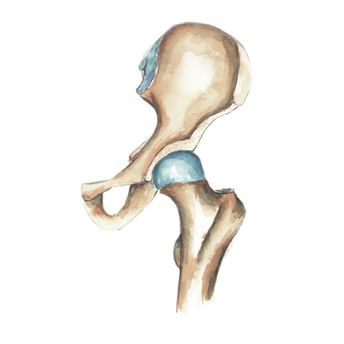 Hip - Orthopaedics SA